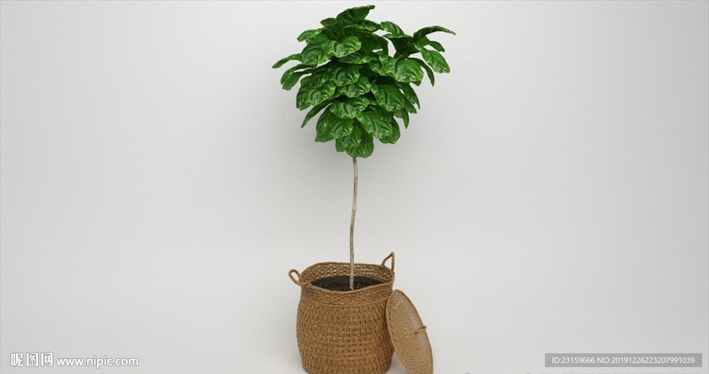 藤编装饰观赏植物