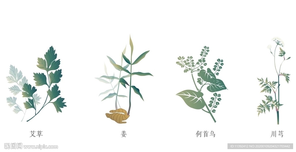 草本植物