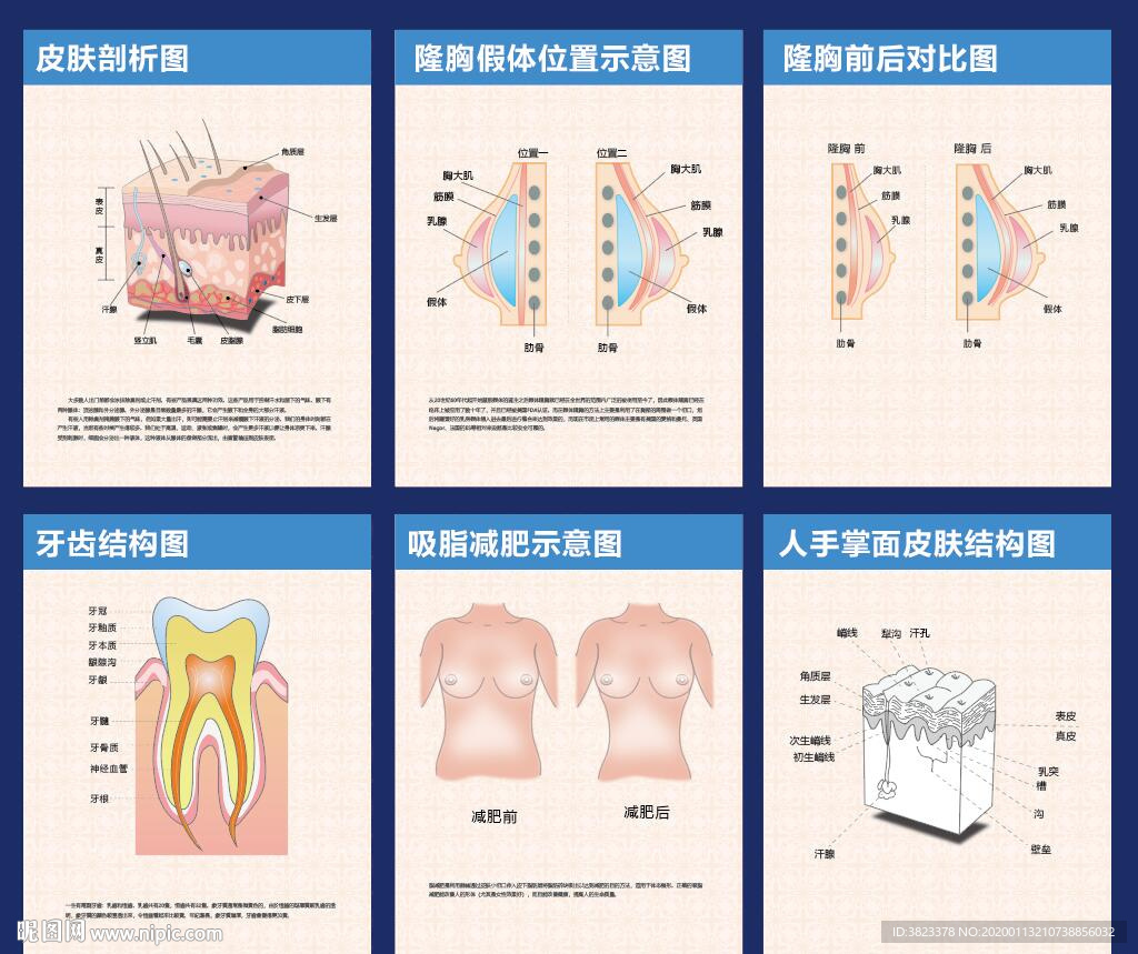 乳房结构