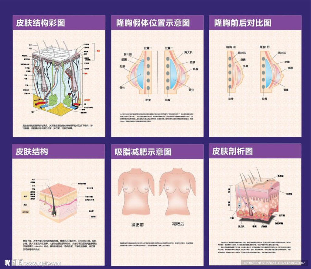 皮肤结构