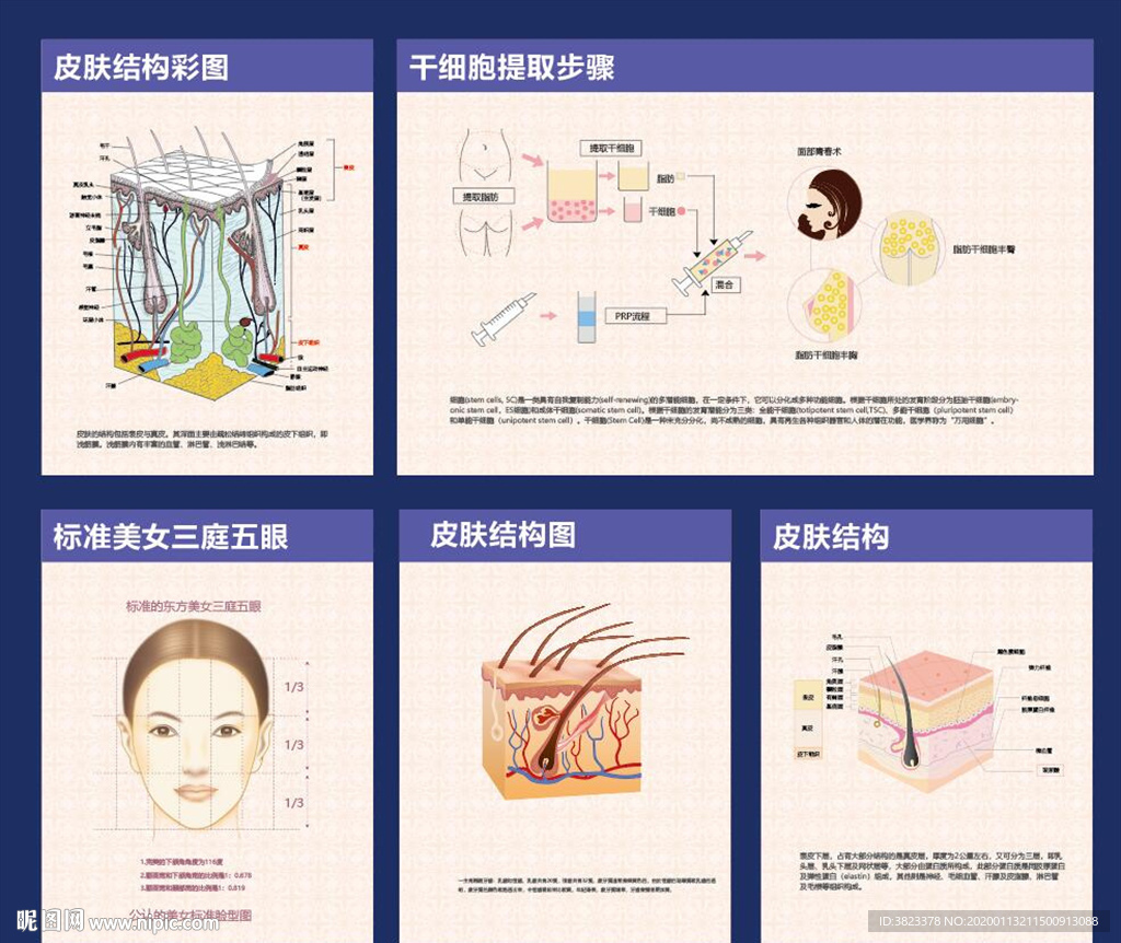 皮肤组织