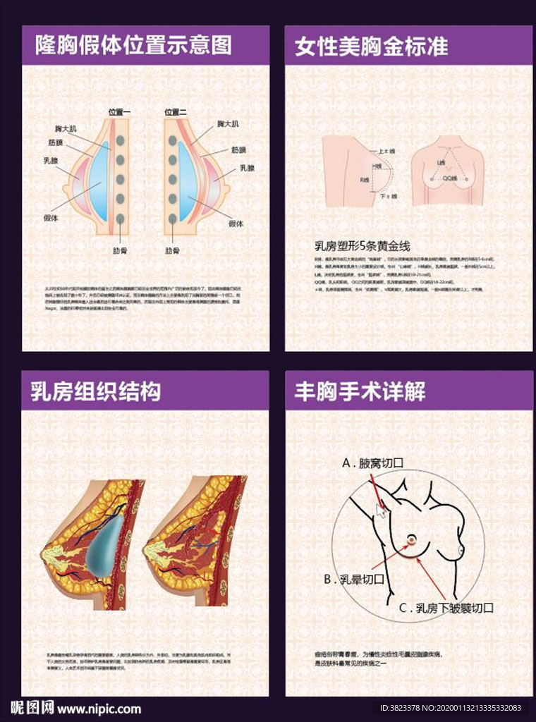 乳房皮肤结构