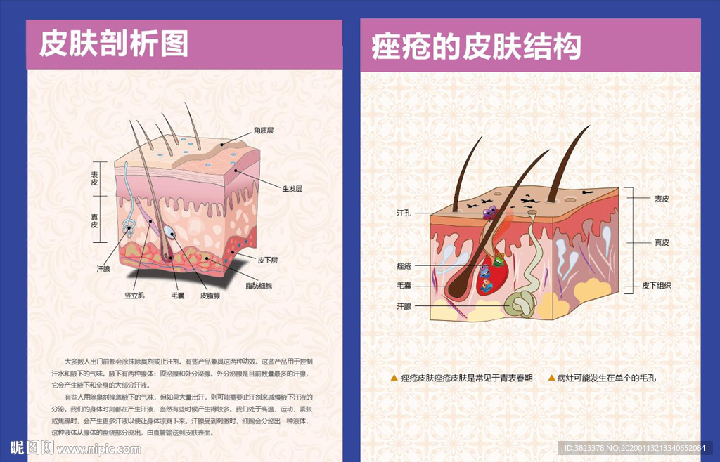 皮肤结构