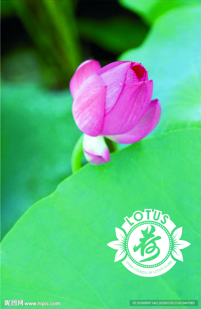 莲花 荷花 展板挂画