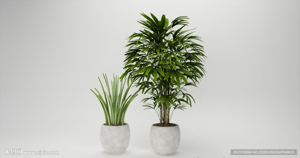两棵绿色观赏植物