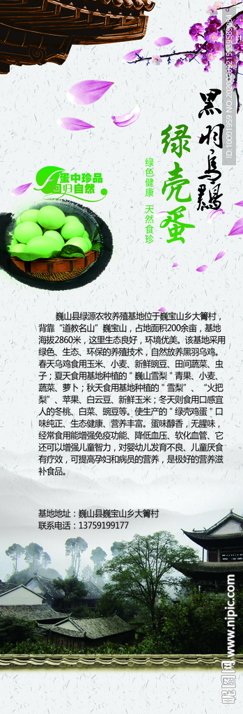 X展架 学壳蛋 黑羽乌鸡