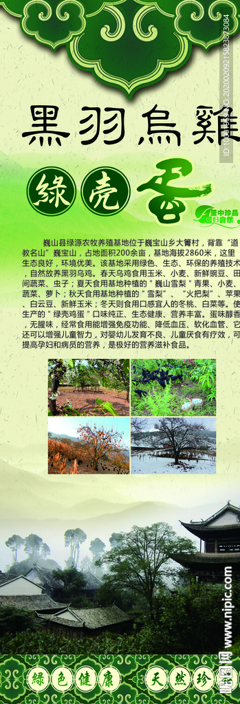 X展架 黑羽乌鸡 绿壳蛋