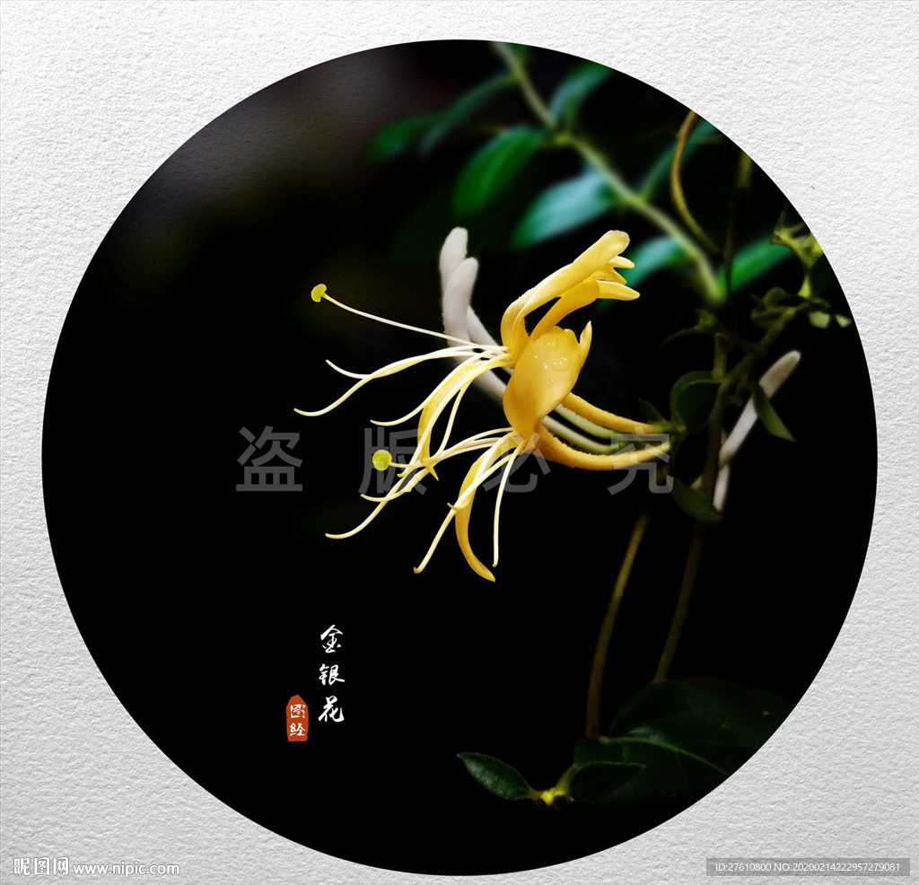 金银花