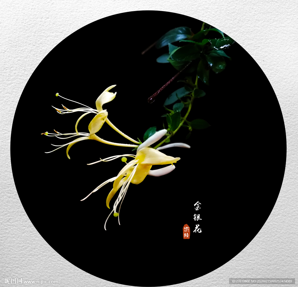 金银花