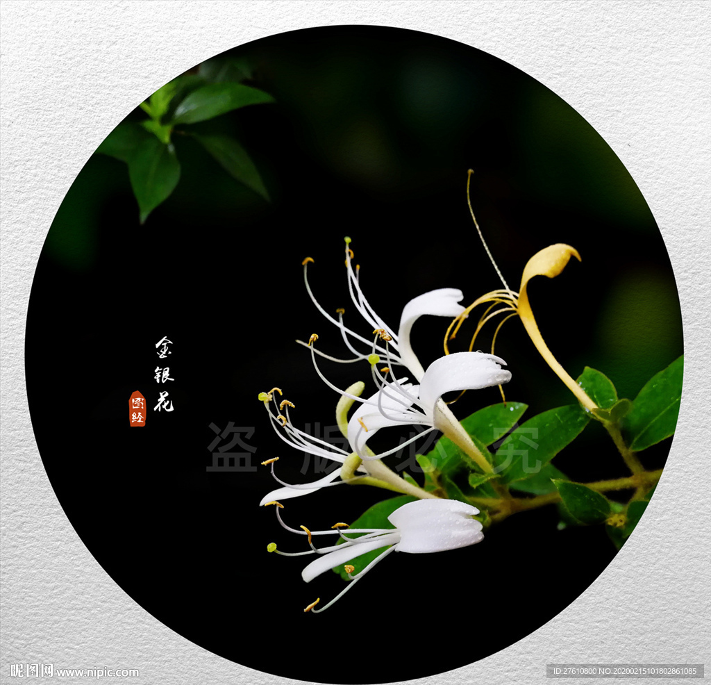 金银花
