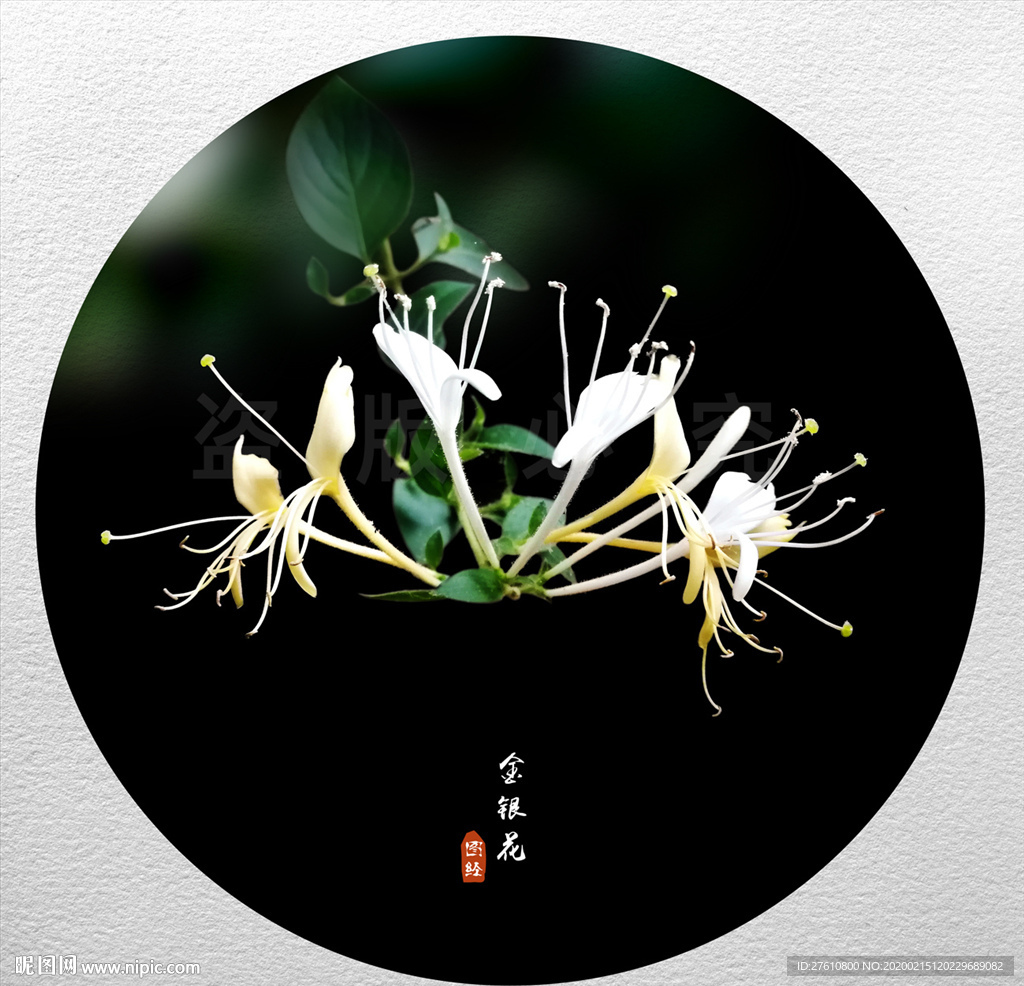 金银花