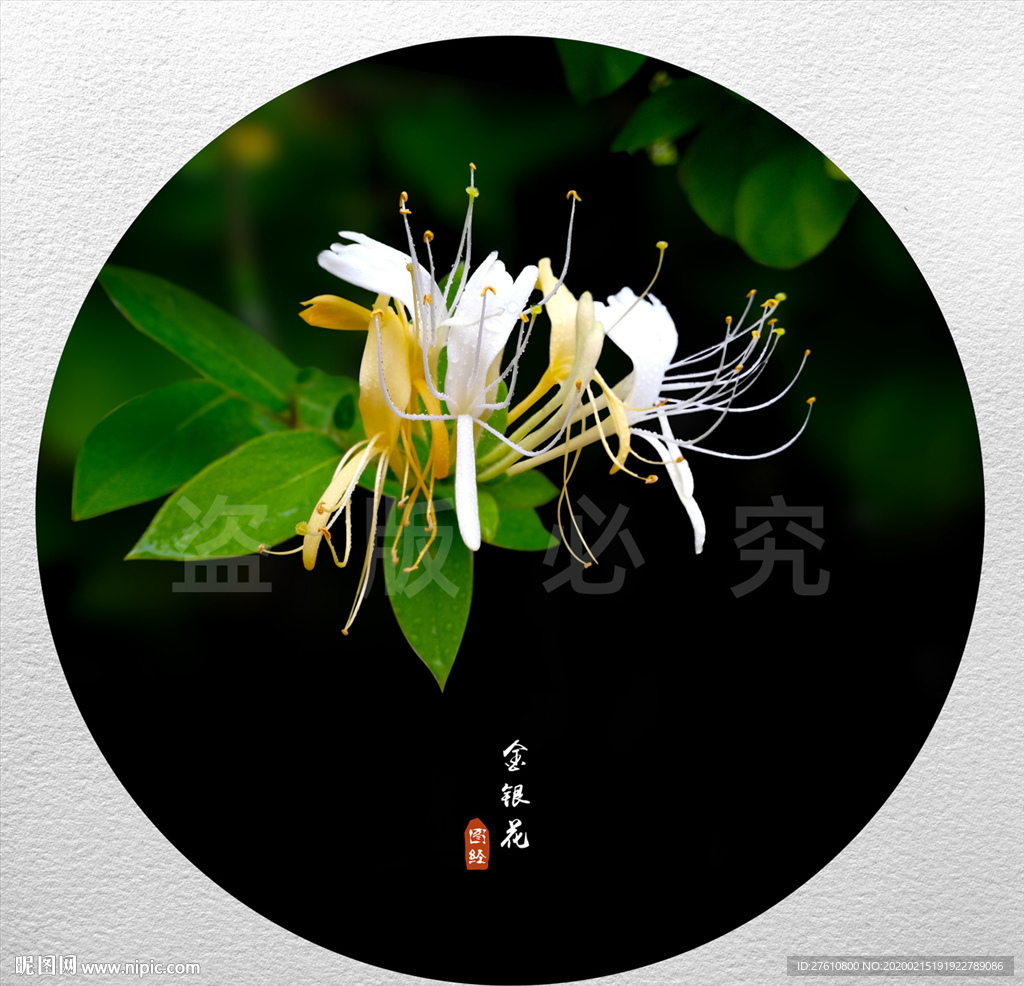 金银花