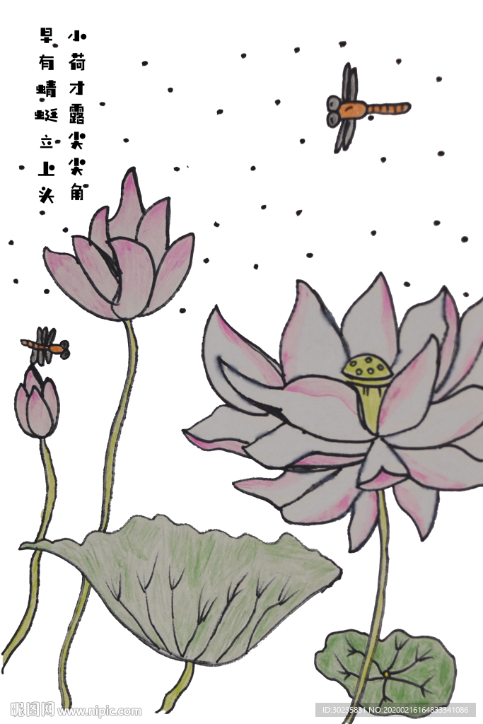 手绘荷花 荷花插画 荷花