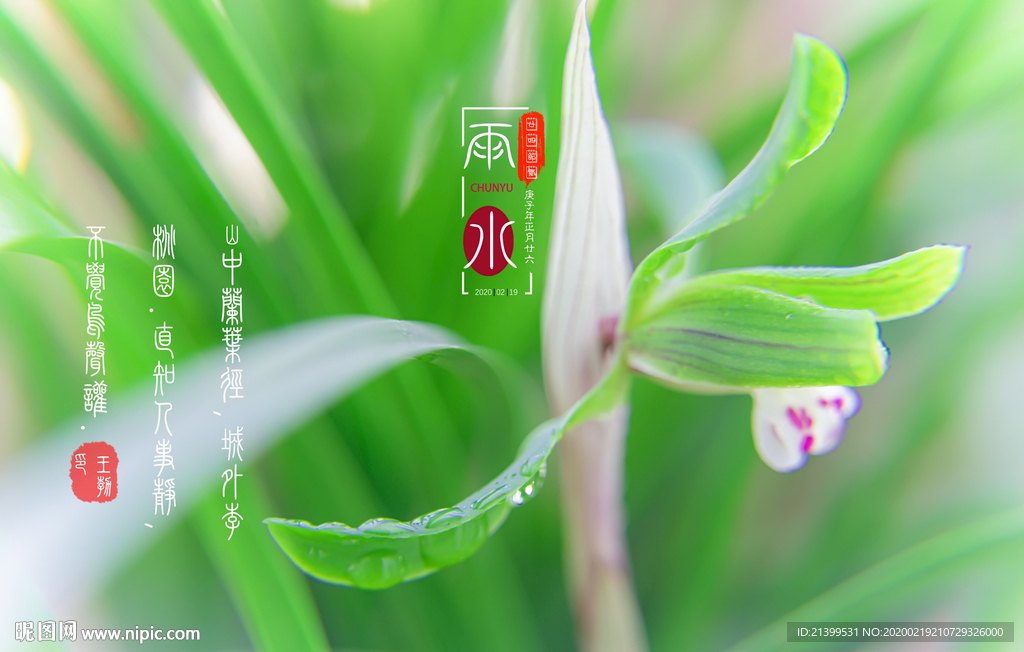兰花海报