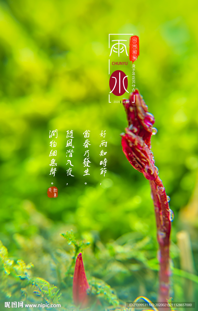 春雨嫩芽