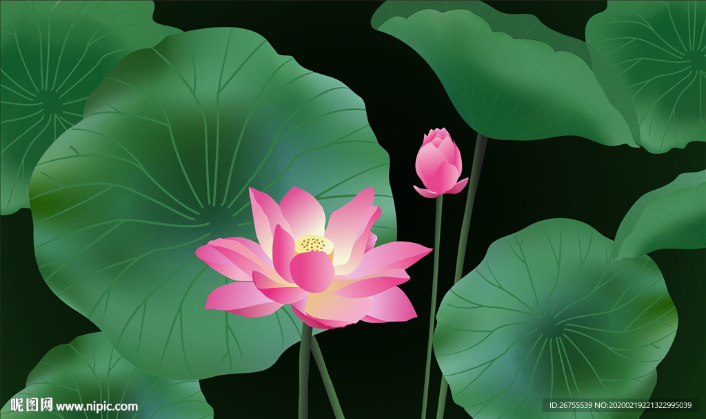 荷花矢量图 插图 莲花图