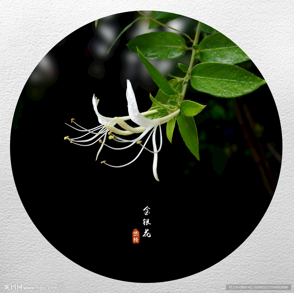 金银花