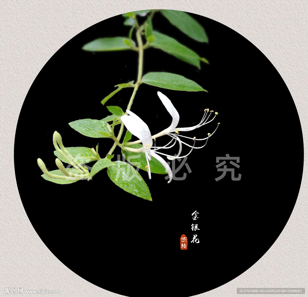 金银花