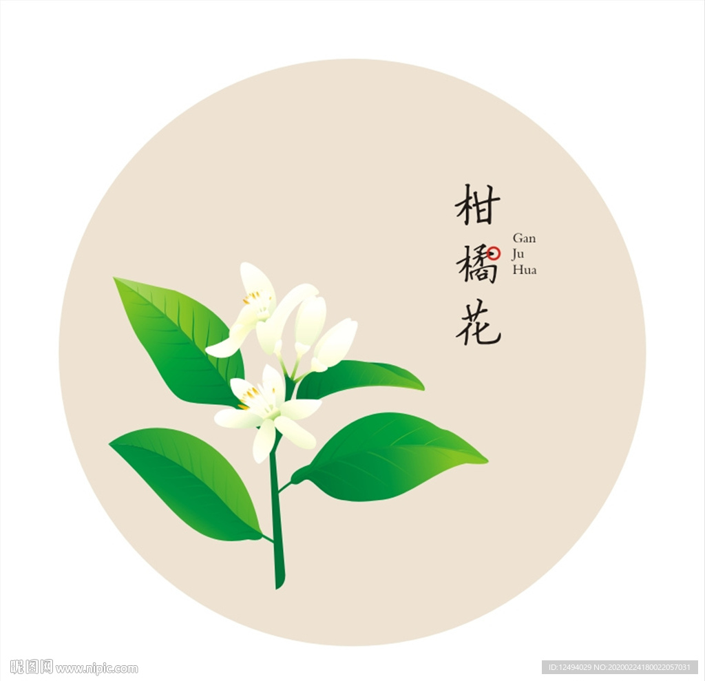 柑橘花