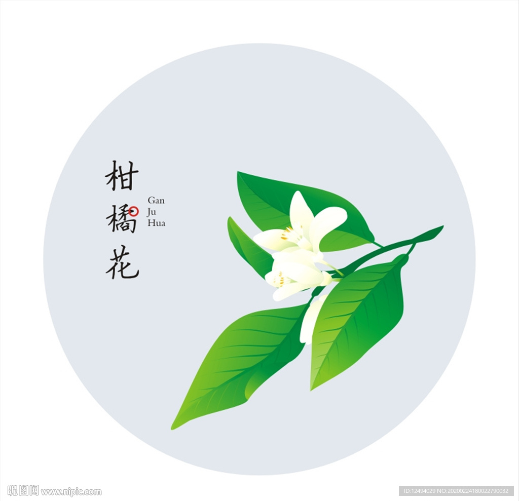 柑橘花