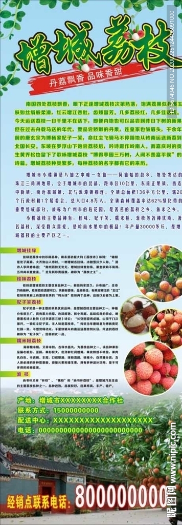 增城小楼荔枝展架