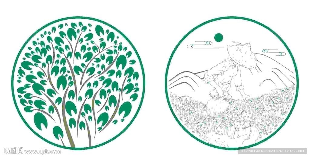 茶树 采茶