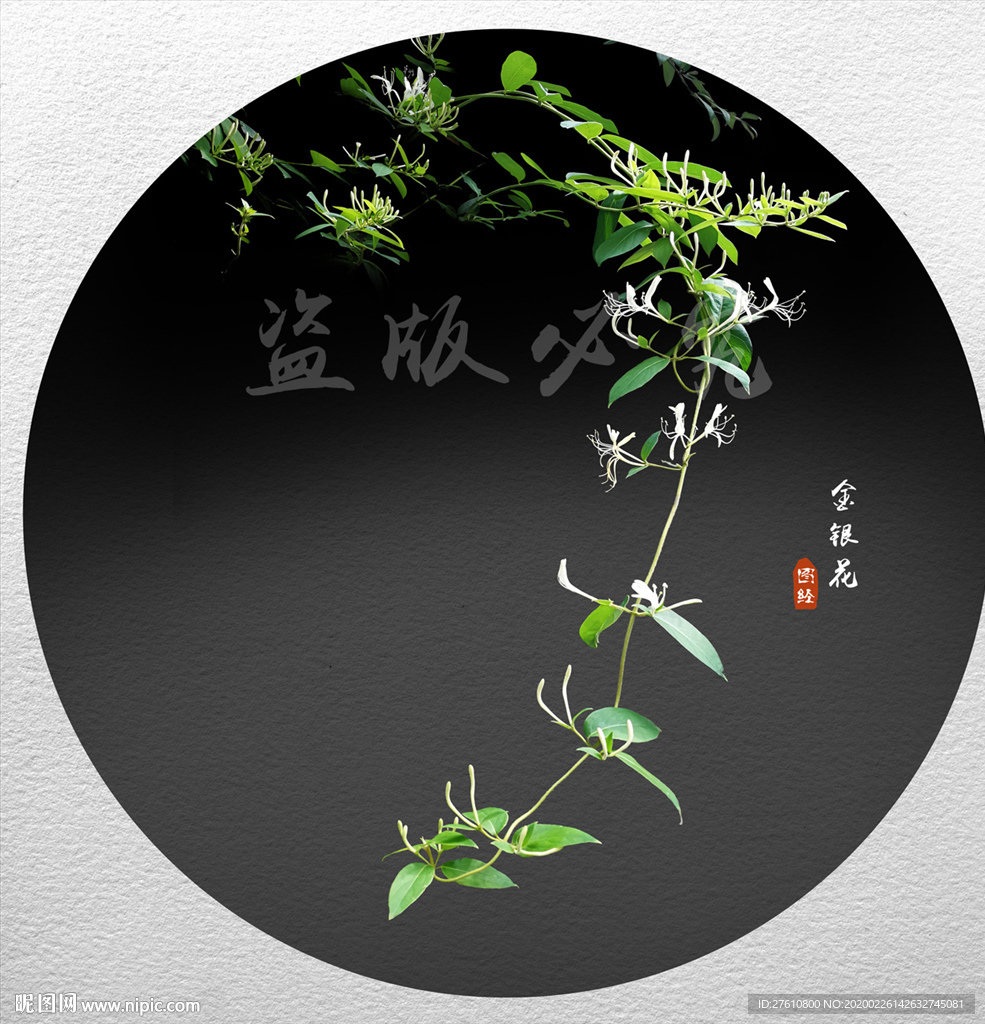 金银花