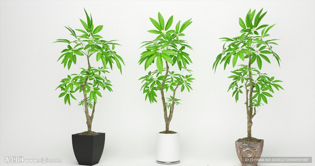 三棵发财树马拉巴栗