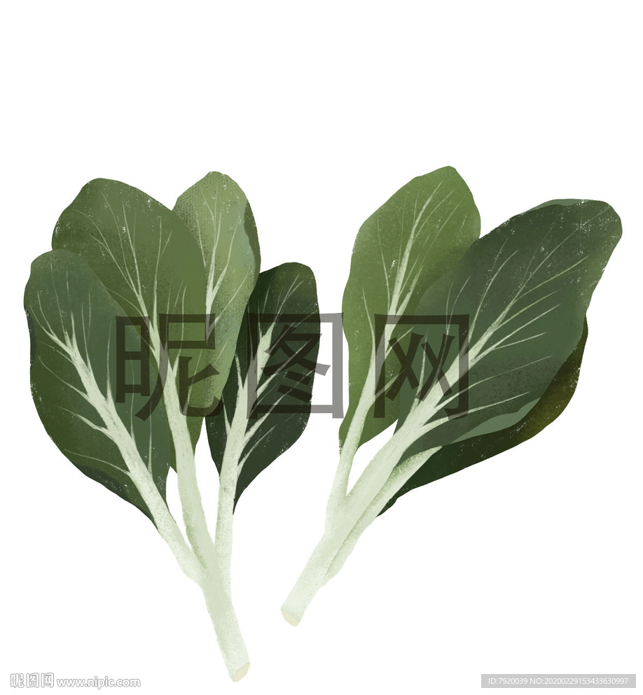 手绘小青菜