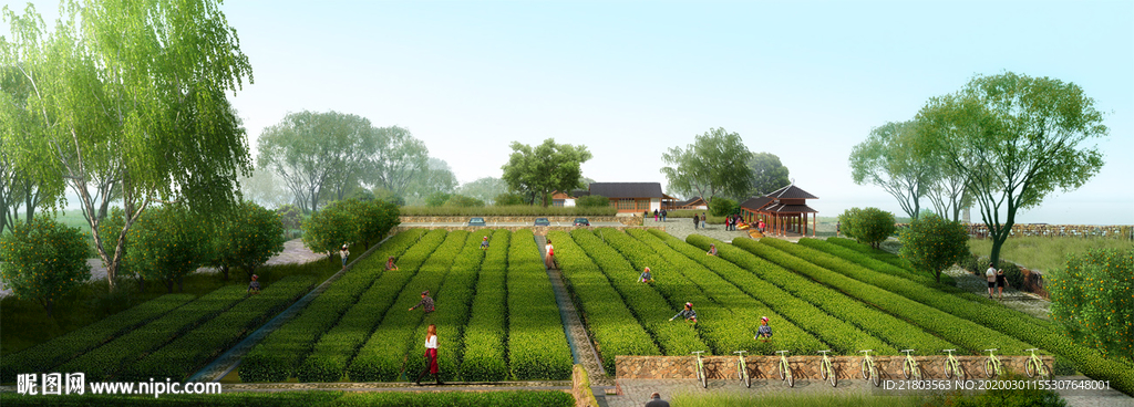 采茶园