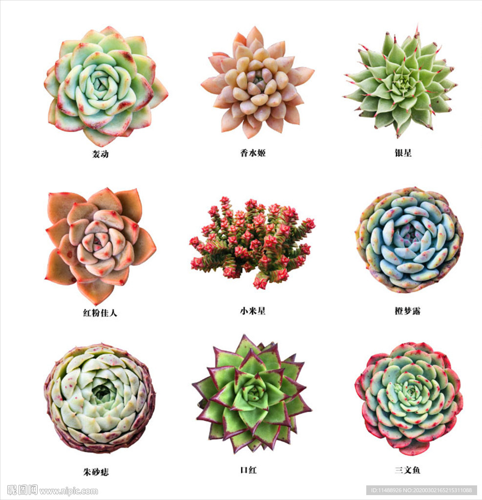 多肉植物素材