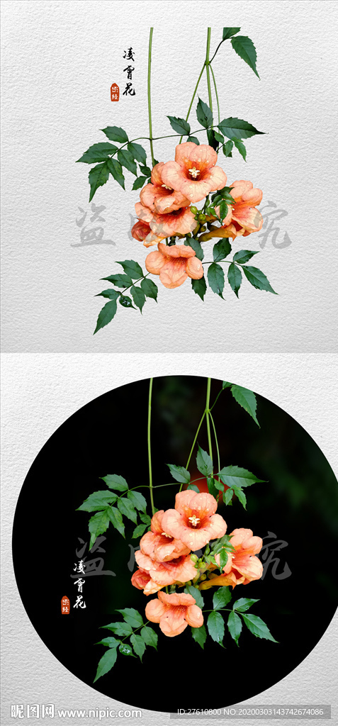凌霄花