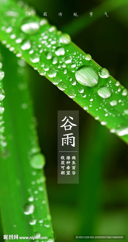 谷雨节气海报