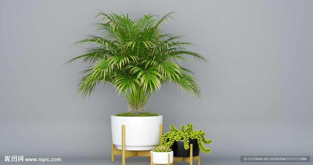 白陶瓷花盆植物
