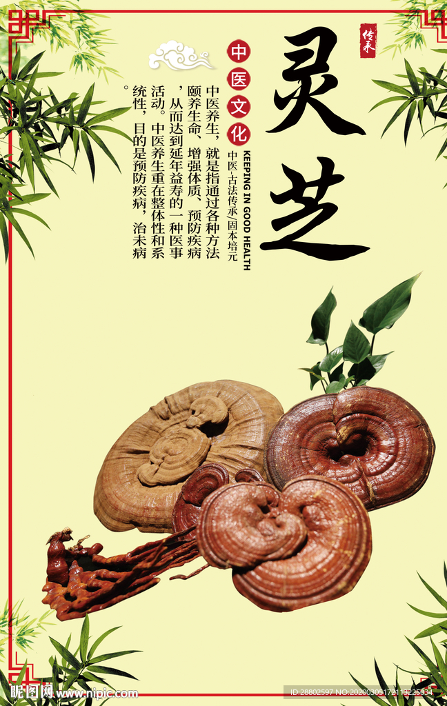 灵芝