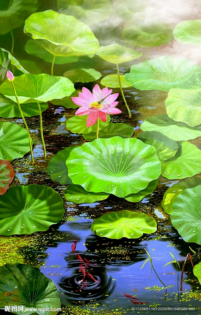 荷花