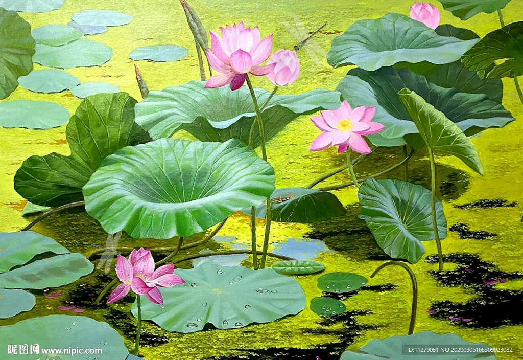 荷花