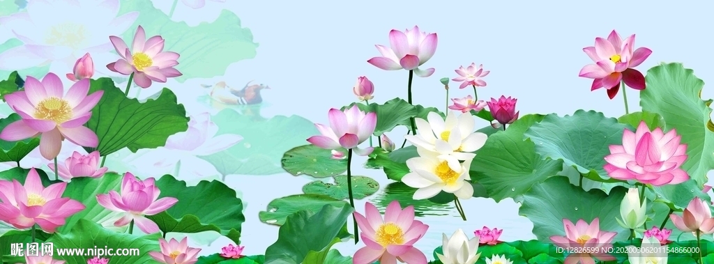 荷花装饰画