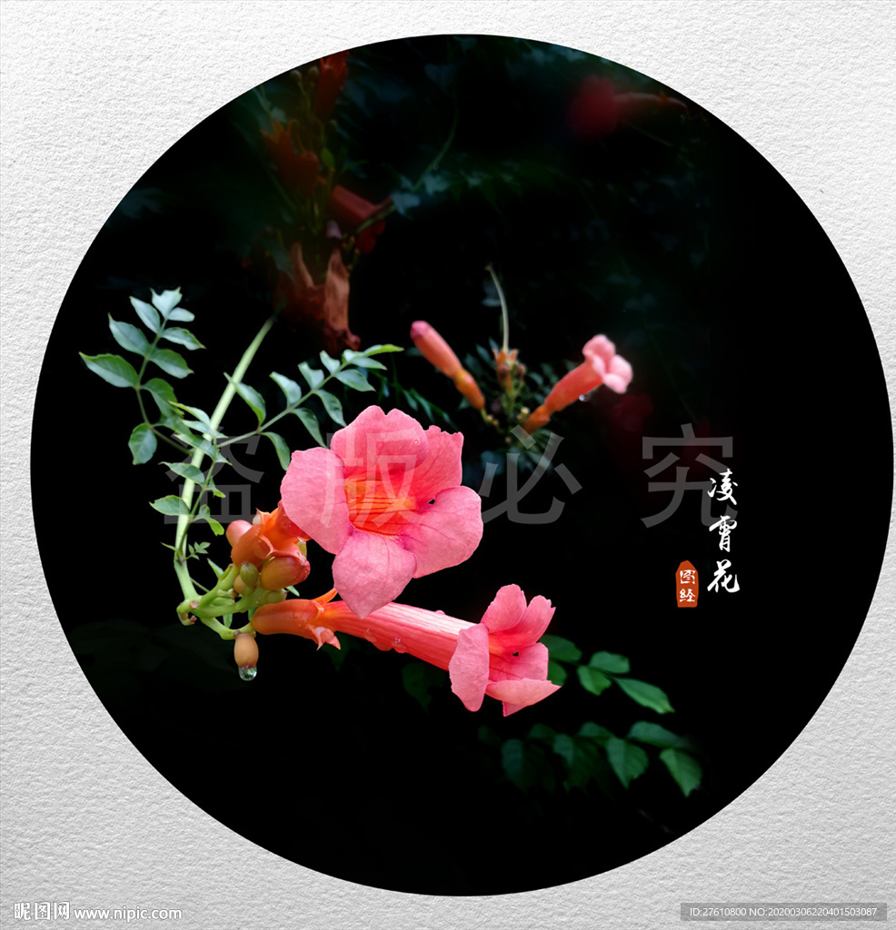 凌霄花