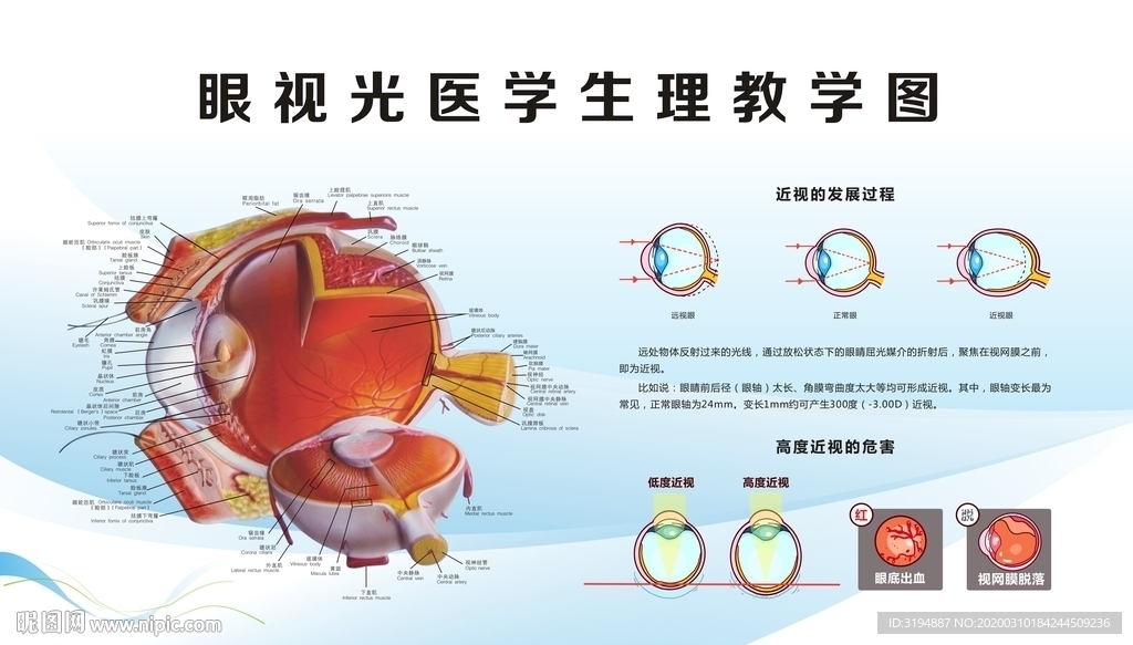 眼球结构图