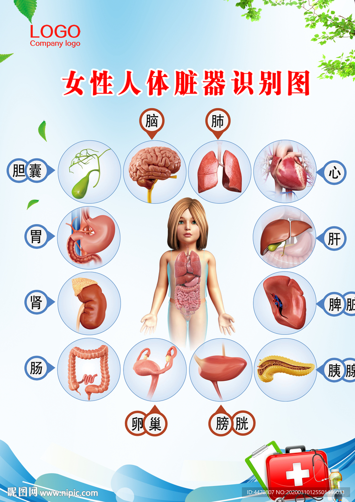 女性脏器图表