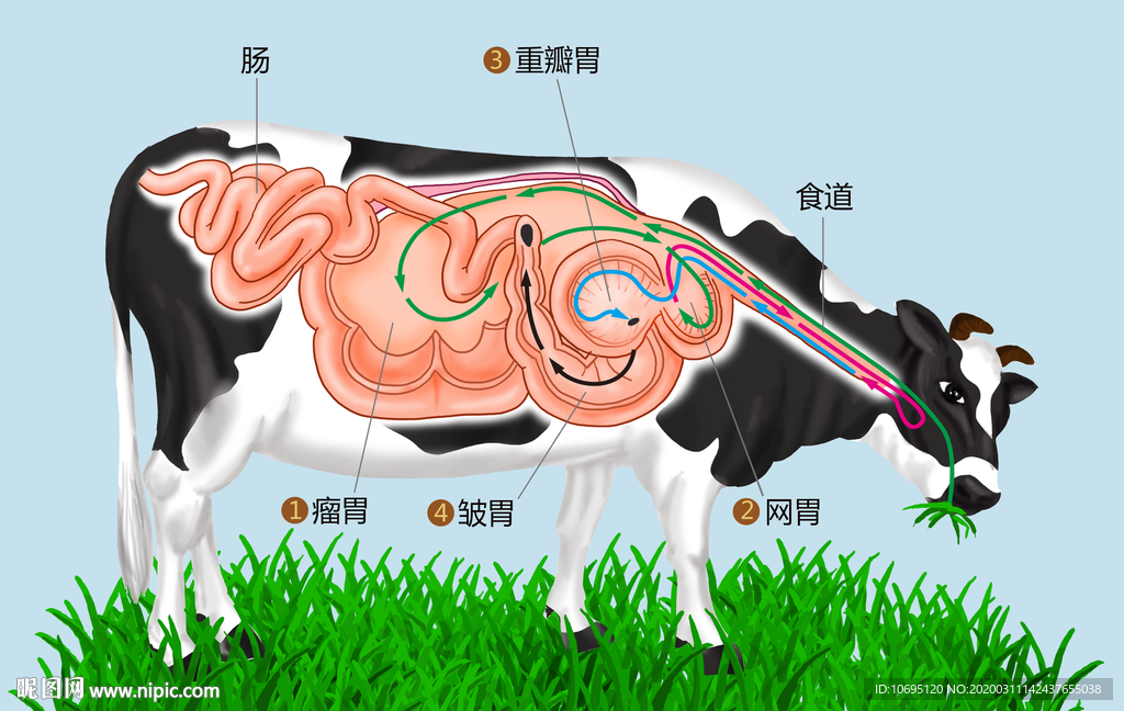 牛的消化道