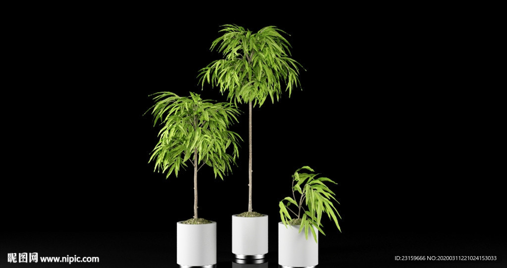 三棵热带榕属植物