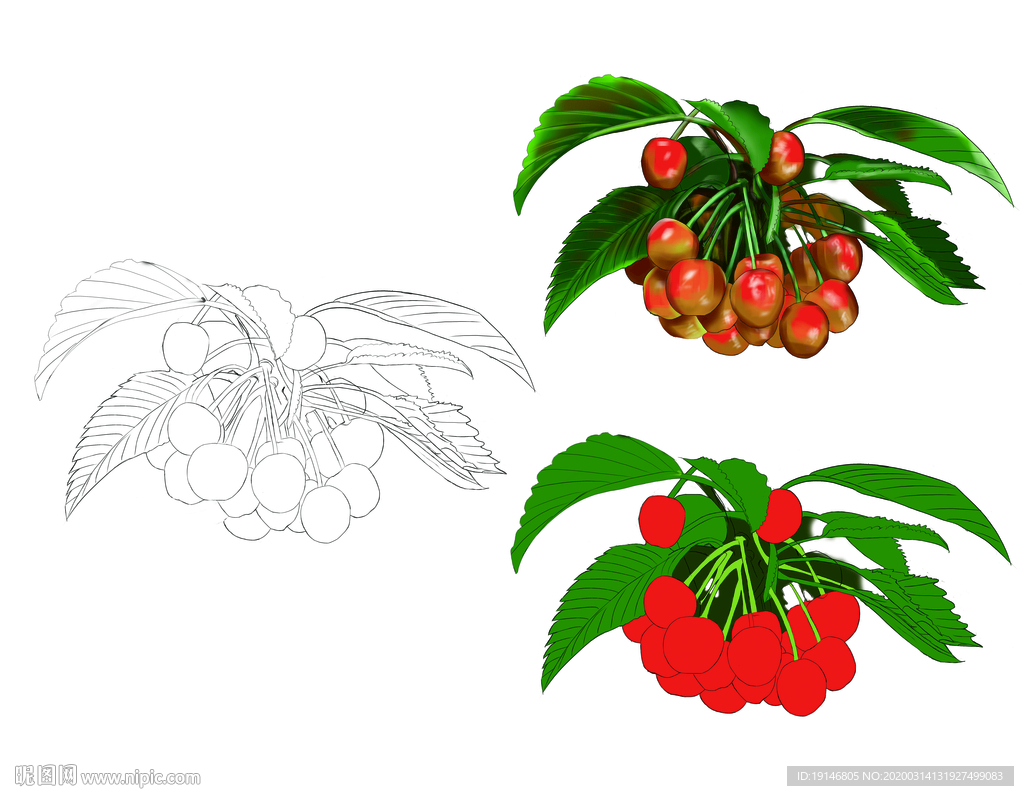 樱桃插画