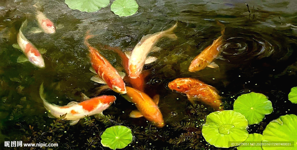荷花九鱼图油画