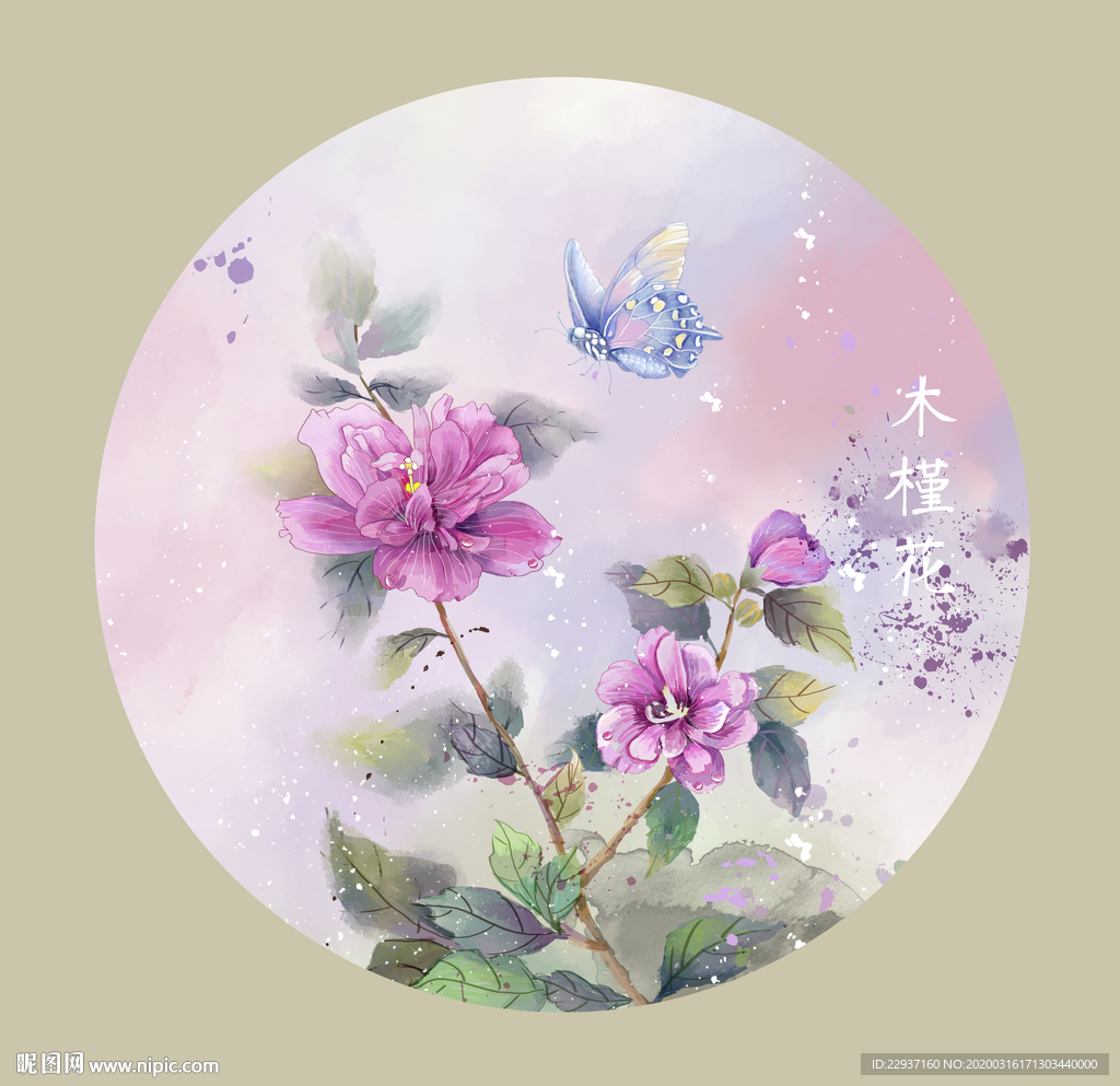 木槿花