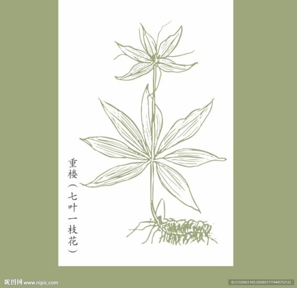中草药矢量  七叶一枝花