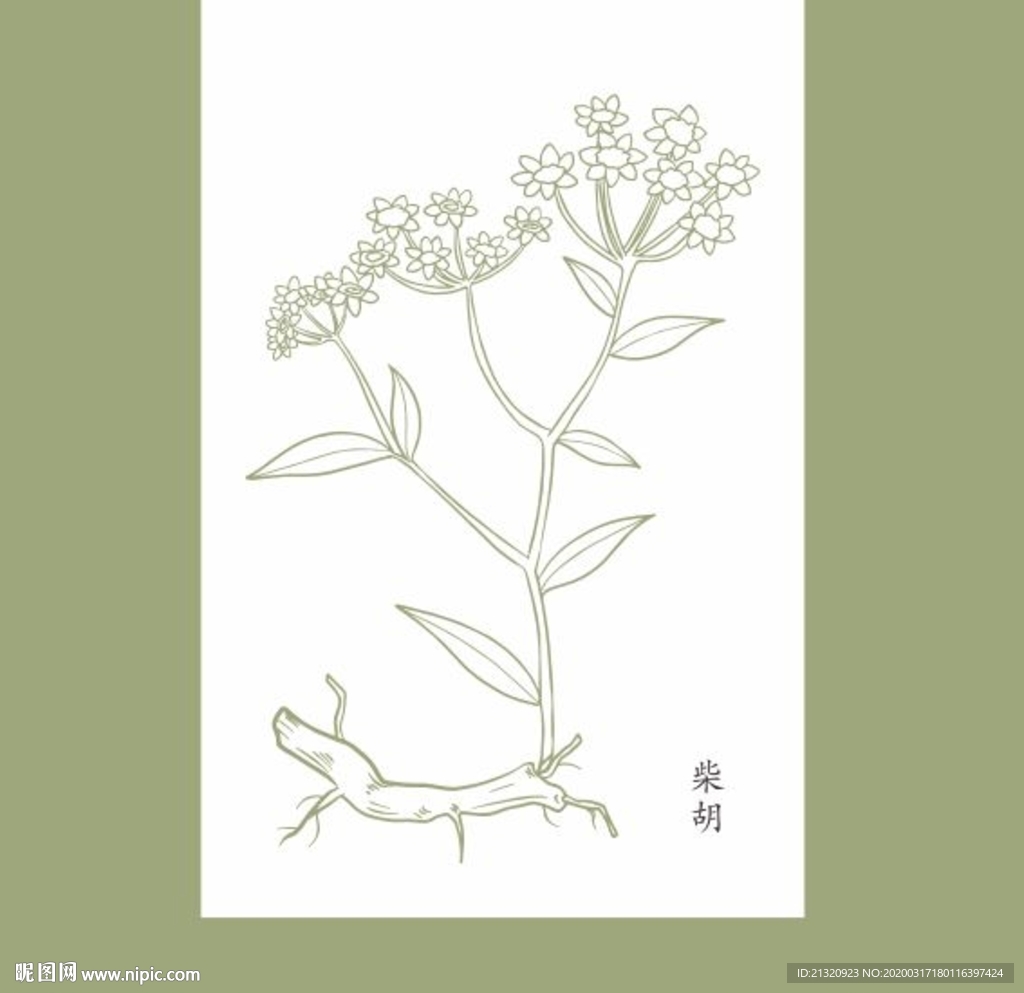 中草药矢量  柴胡