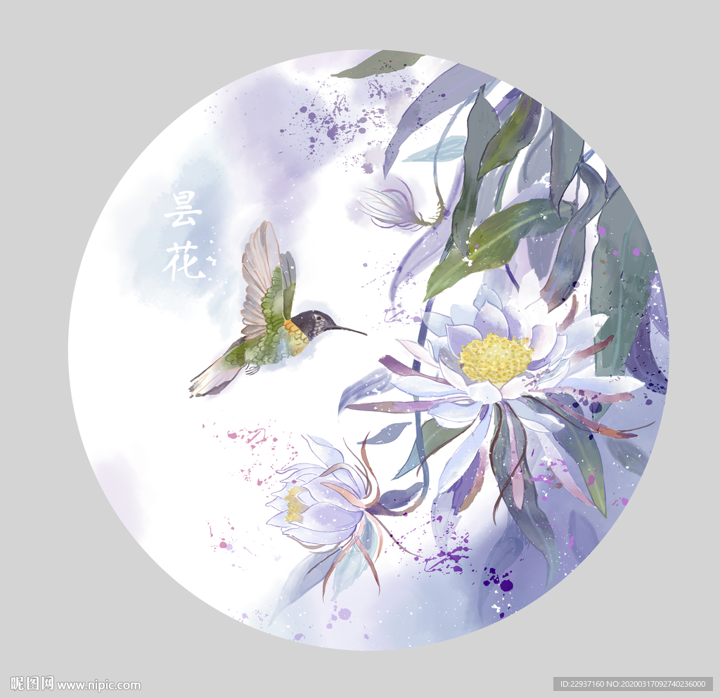 昙花