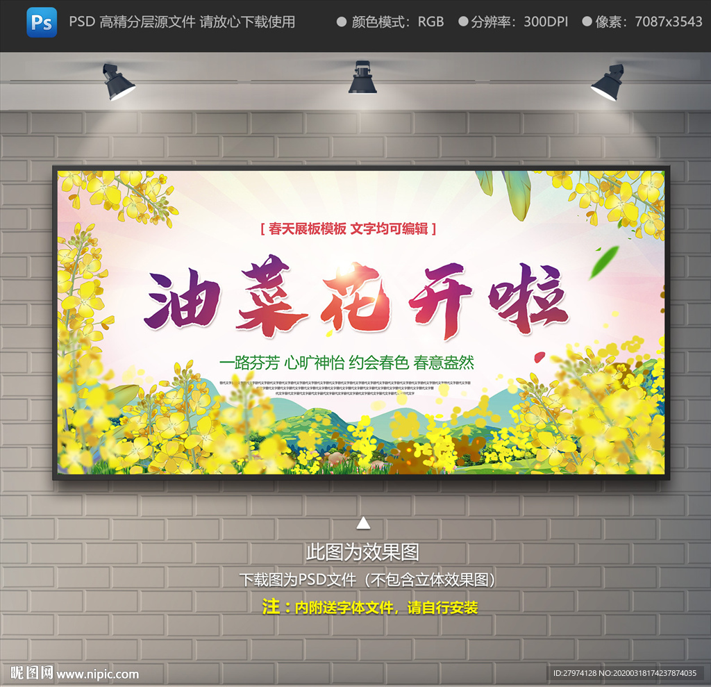 油菜花